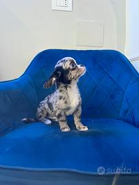 Cucciolo chihuahua pelo corto mini merle