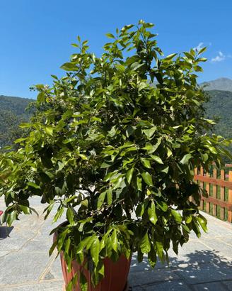 Alberello di limone