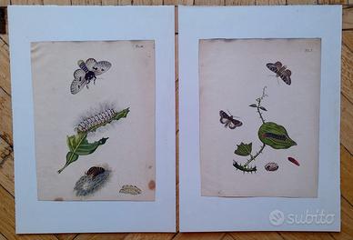 Coppia Incisioni '800 Entomologia "Metamorfosi Far