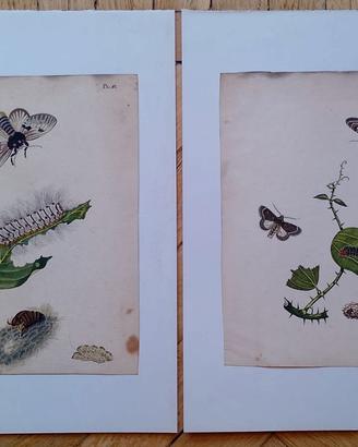 Coppia Incisioni '800 Entomologia "Metamorfosi Far