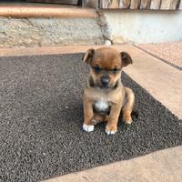 Cucciolo di cane meticcio