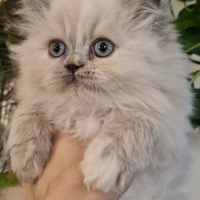 Gattina persiana point