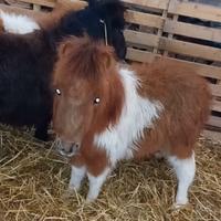 Pony