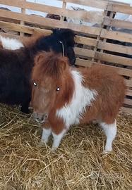Pony