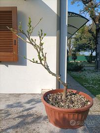 Prebonsai di ibisco siriaco
