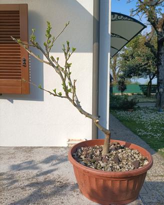 Prebonsai di ibisco siriaco