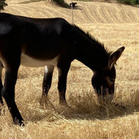 Stallone asino ragusano autorizzato alla monta
