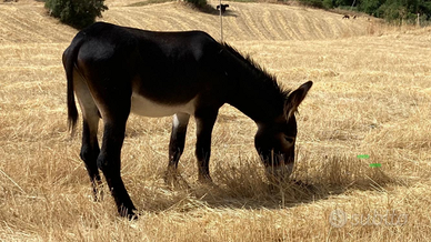 Stallone asino ragusano autorizzato alla monta