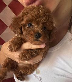 Cuccioli Barboncino Toy