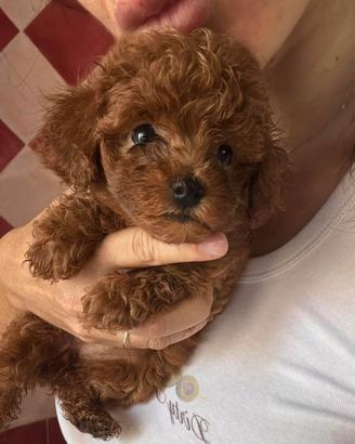 Cuccioli Barboncino Toy