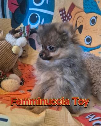 Volpino tedesco Spitz di Pomerania