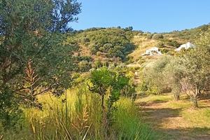 Terreno agricolo