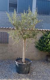 ulivi