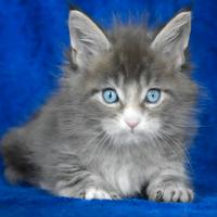 Cucciolo Maine coon dagli occhi blu