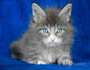 Cucciolo Maine coon dagli occhi blu