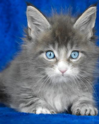 Cucciolo Maine coon dagli occhi blu