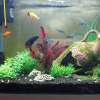 Acquario 15 litri 