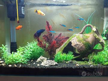 Acquario 15 litri 