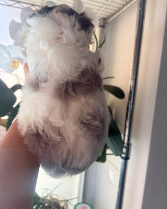 Biewer Yorkshire terrier