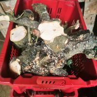 Legna da ardere di varia dimensione