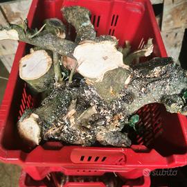 Legna da ardere di varia dimensione