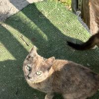 Regalogattigrandetti