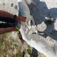 Cuccioli bracco kurzar 9 mesi