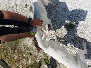 Cuccioli bracco kurzar 9 mesi