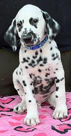 maschietto dalmata