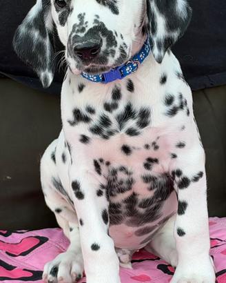 maschietto dalmata