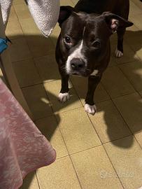 Pitbull