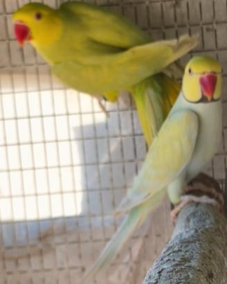 Coppia parrocchetti mutati FOI23