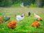 Immagine 16
