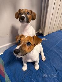 Cuccioli di Jack Russell