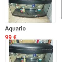 Acquario