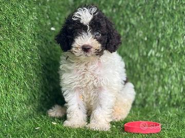 Lagotto romagnolo