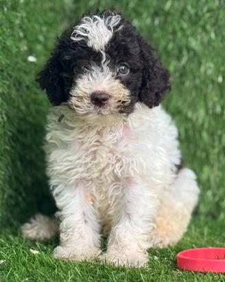 Lagotto romagnolo