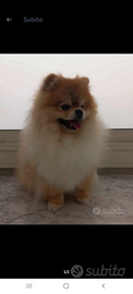 Stallone pomerania uomo