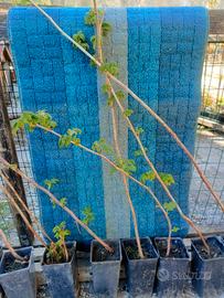 lamponi gialli piantini pianta