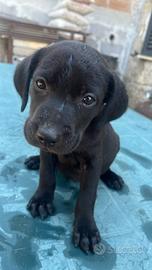 Cuccioli di labrador retriver