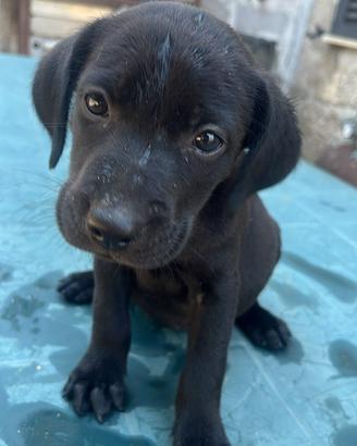 Cuccioli di labrador retriver