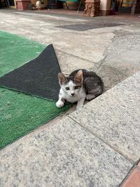 Gattine
