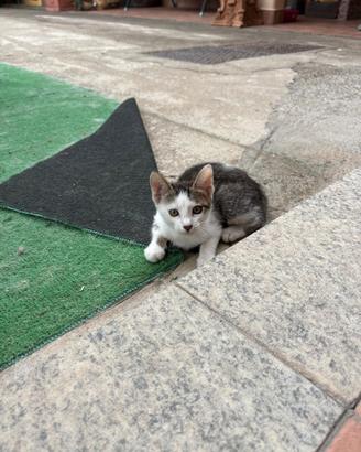 Gattine