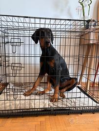 Kennel L per cani di taglia grande