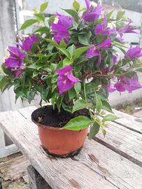 Bouganville bonsai