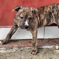 Cuccioli pitbull