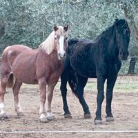 Cavallo haflinger