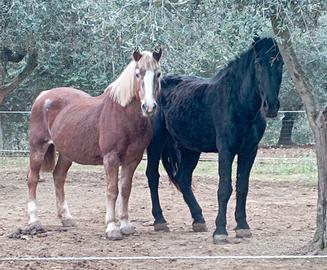 Cavallo haflinger