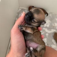 Cuccioli chihuahua pelo lungo