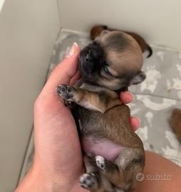 Cuccioli chihuahua pelo lungo